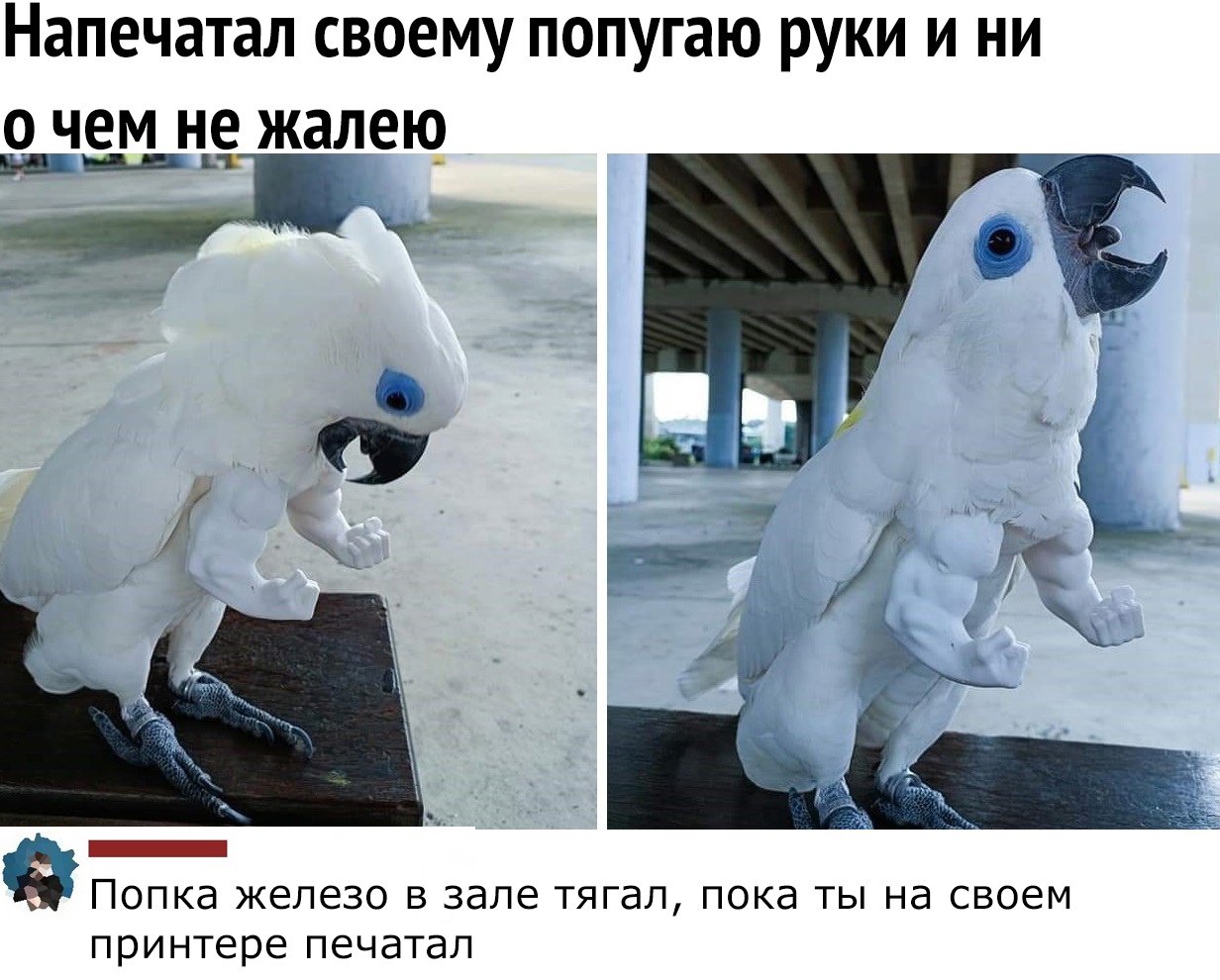 Напечатал своему попугаю руки и ни О ЧЕМ НЕ жалею шт _ ЕЁ __ ПОПКд ЖЕЛЭЗО В зале ТЯГдЛ ПОКд ТЫ Нд СВОЭМ принтере печатал