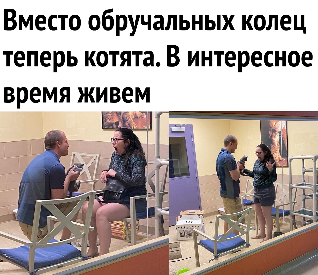 Вместо обручальных колец теперь котята В интересное время живем Ё