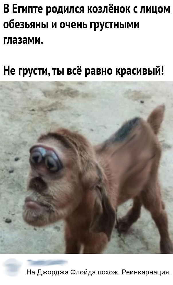 В Египте родился козлёнок с лицом обезьяны и очень грустными глазами Не груститы всё равно красивый На Джорджа Флойда похож Реинкарнация