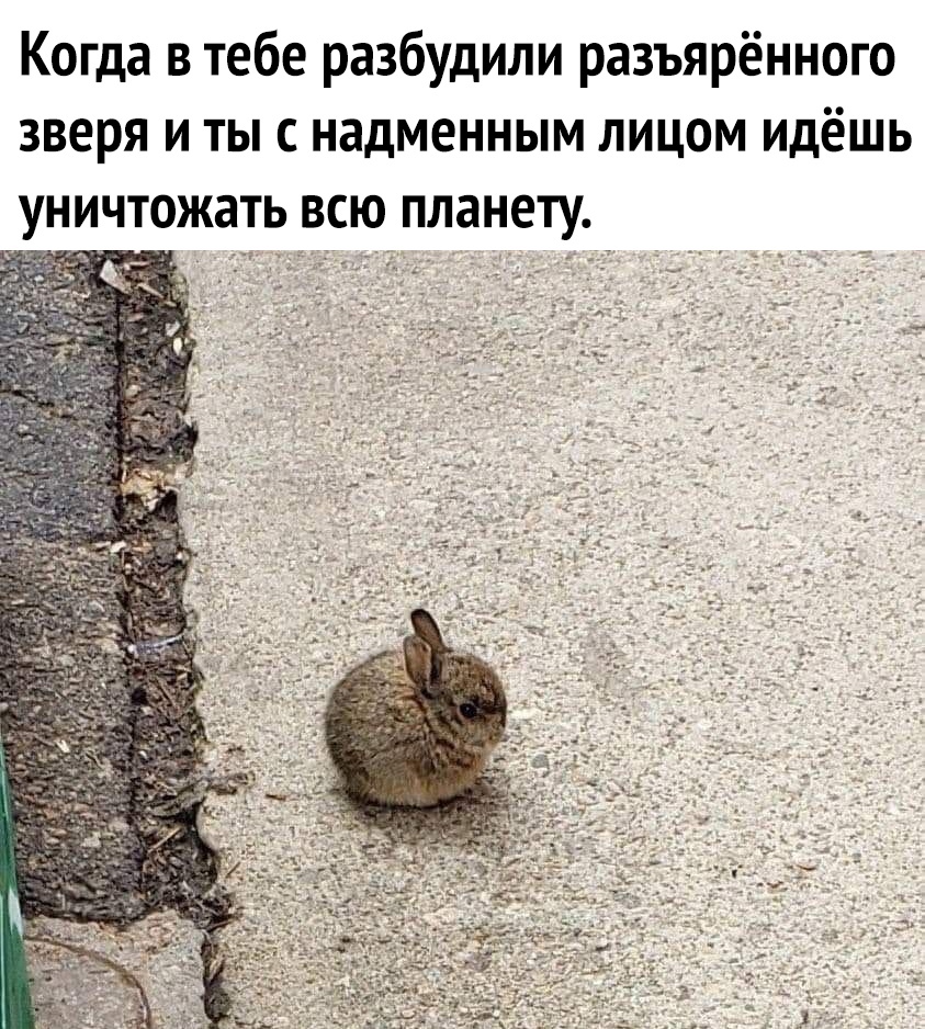 Когда в тебе разбудили разъярённого зверя и ты надменным лицом идёшь уничтожать всю планету