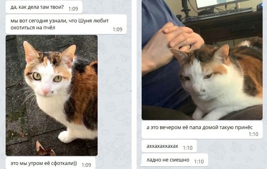 да как дела там твои 09 мы вот сегодня узнали что Шуня любит охотиться на пчёл 309 а это вечером её папа домой Такую принес вххвхаххахах ладно не смешно О