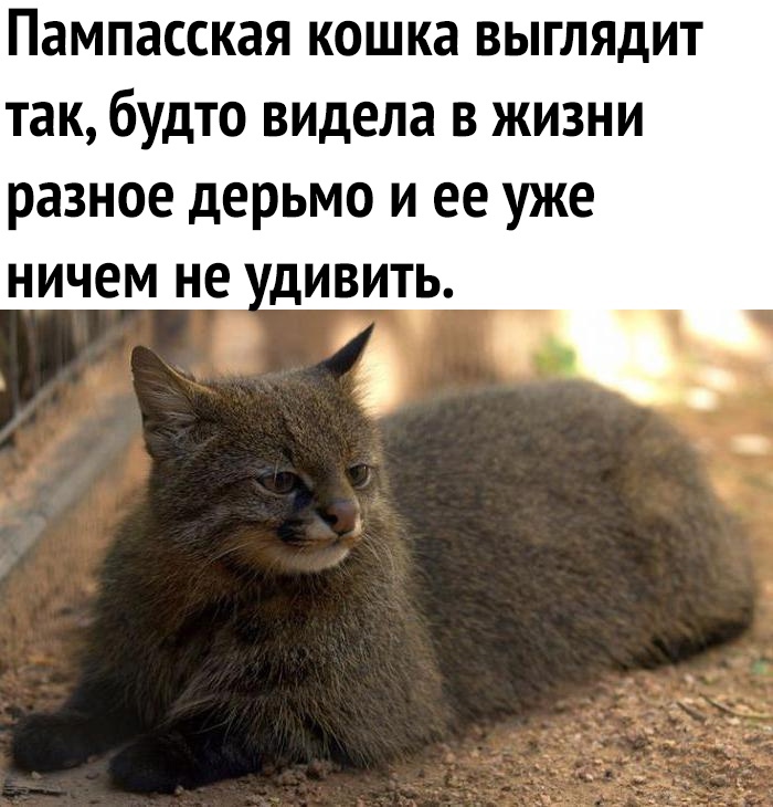 Пампасская кошка выглядит так будто видела в жизни разное дерьмо и ее уже ничем не дивить