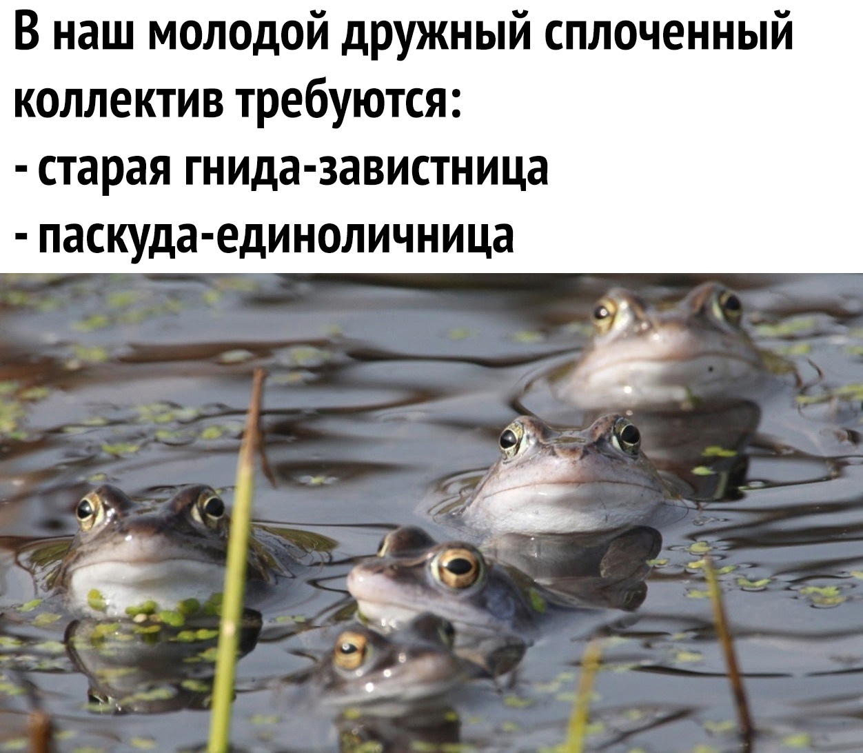 5 лягушек. Много лягушек. Много лягушек в пруду. Стайка лягушек. Лягушки в речке.