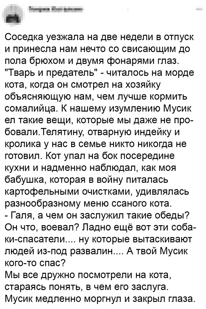 _____ Соседка уезжала на две недели в отпуск и принесла нам нечто со свисающим до пола брюхом и двумя фонарями глаз Тварь и предатель читалось на морде кота когда он смотрел на хозяйку объясняющую нам чем лучше кормить сомалийца К нашему изумлению Мусик ел такие вещи которые мы даже не про бовалиТелятину отварную индейку и кролика у нас в семье никто никогда не готовил Кот упал на бок посередине к
