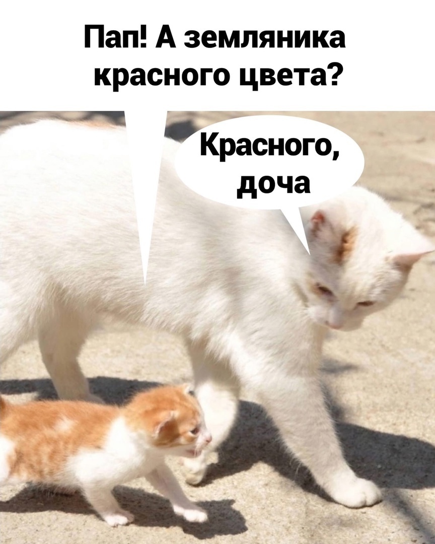 Пап А земляника красного цвета Красного доча