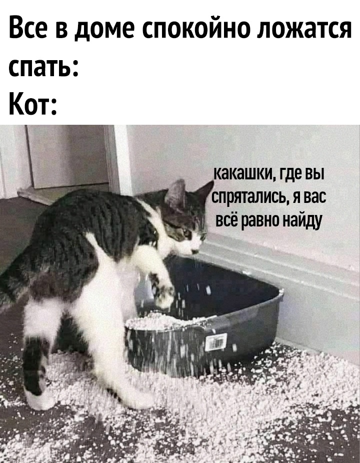 Все в доме спокойно ложатся спать Кот какашки где вы спрятались я вас всё равно найду