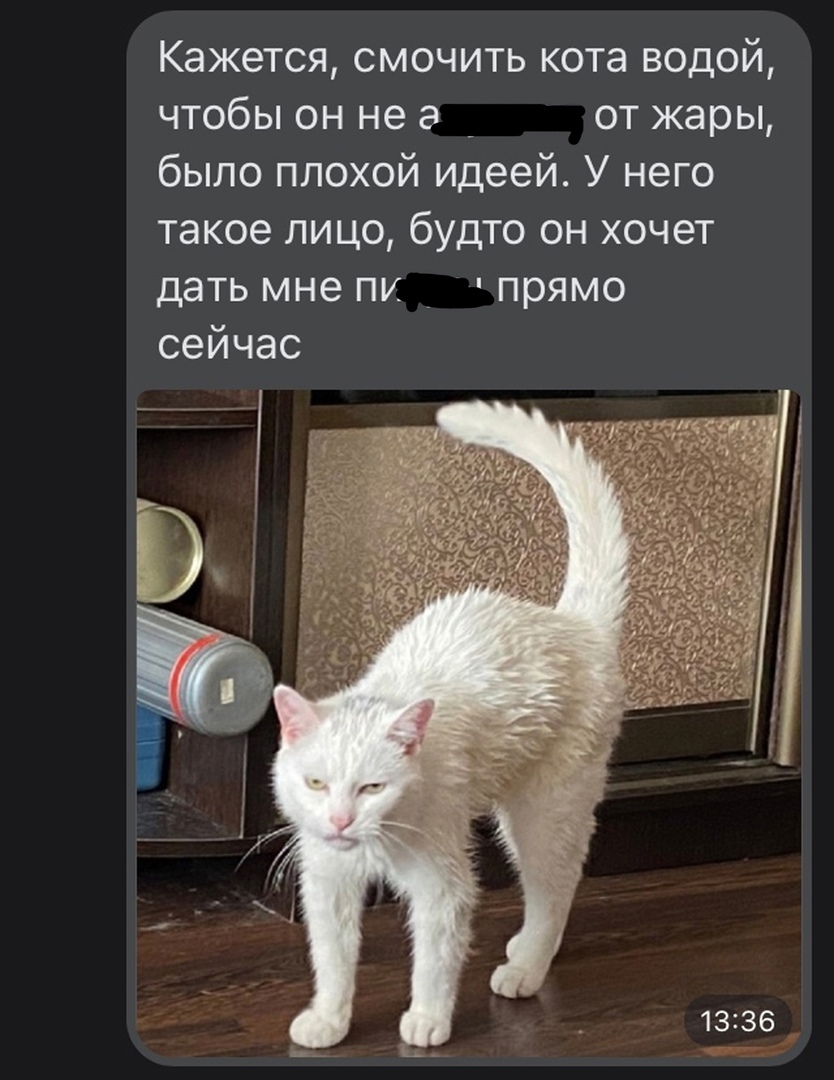 Кажется смочить кота водой чтобы он не а от жары было плохой идеей У него такое лицо будто он хочет дать мне пи прямо сейчас В