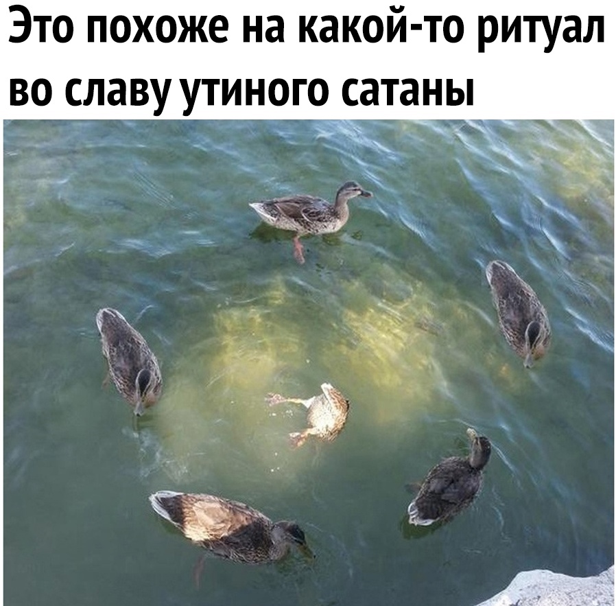 Это похоже на какой то ритуал