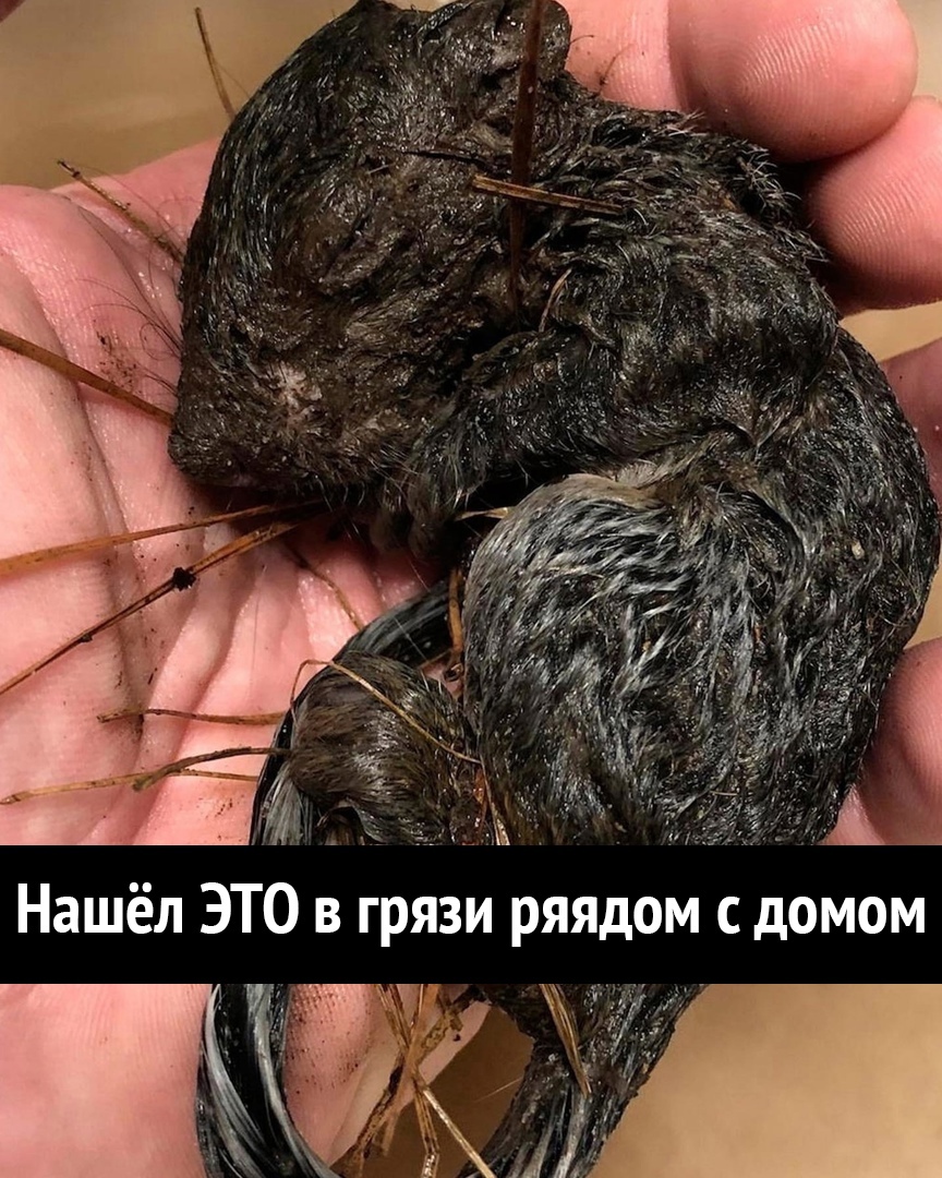 Ад Нашёл ЭТО в грязи ряядом домом
