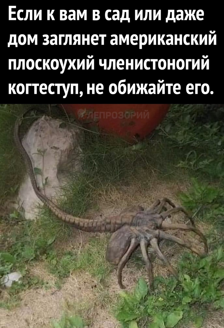 Если к вам в сад или даже дом заглянет американский плоскоухий членистоногий когтеступ не обижайте его
