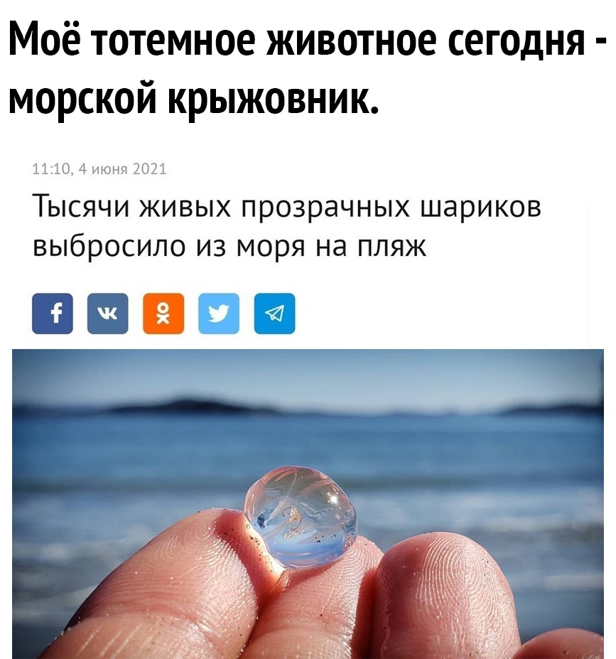 Моё тотемное животное сегодня морской крыжовник 1110 4 июня 2021 ТЫСЯЧИ ЖИВЫХ прозрачных шариков выбросило ИЗ моря на ПЛЯЖ