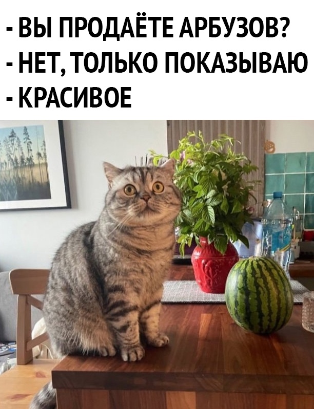 ВЫ ПРОДАЁТЕ АРБУЗОВ НЕТ ТОЛЬКО ПОКАЗЫВАЮ КРАСИВОЕ