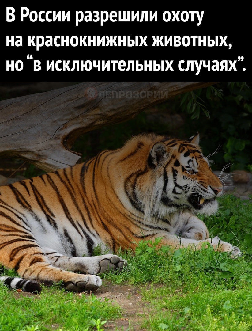 В России разрешили охоту на краснокнижных животных но в исключительных случаях