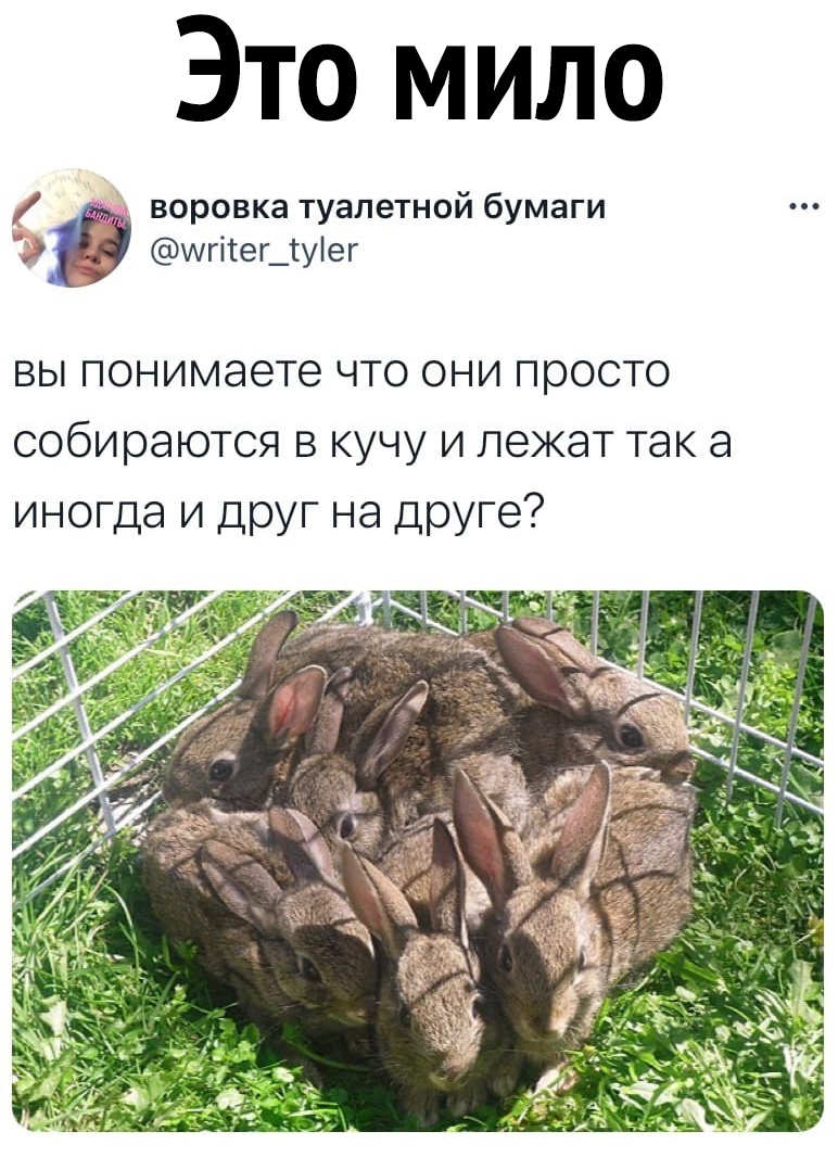 Это мило воровка туалетной бумаги шгітег_туіег ВЫ понимаете ЧТО ОНИ просто собираются В КУЧУ И ЛЭЖЭТ ТЭК а ИНОГДЭ И друг на друге