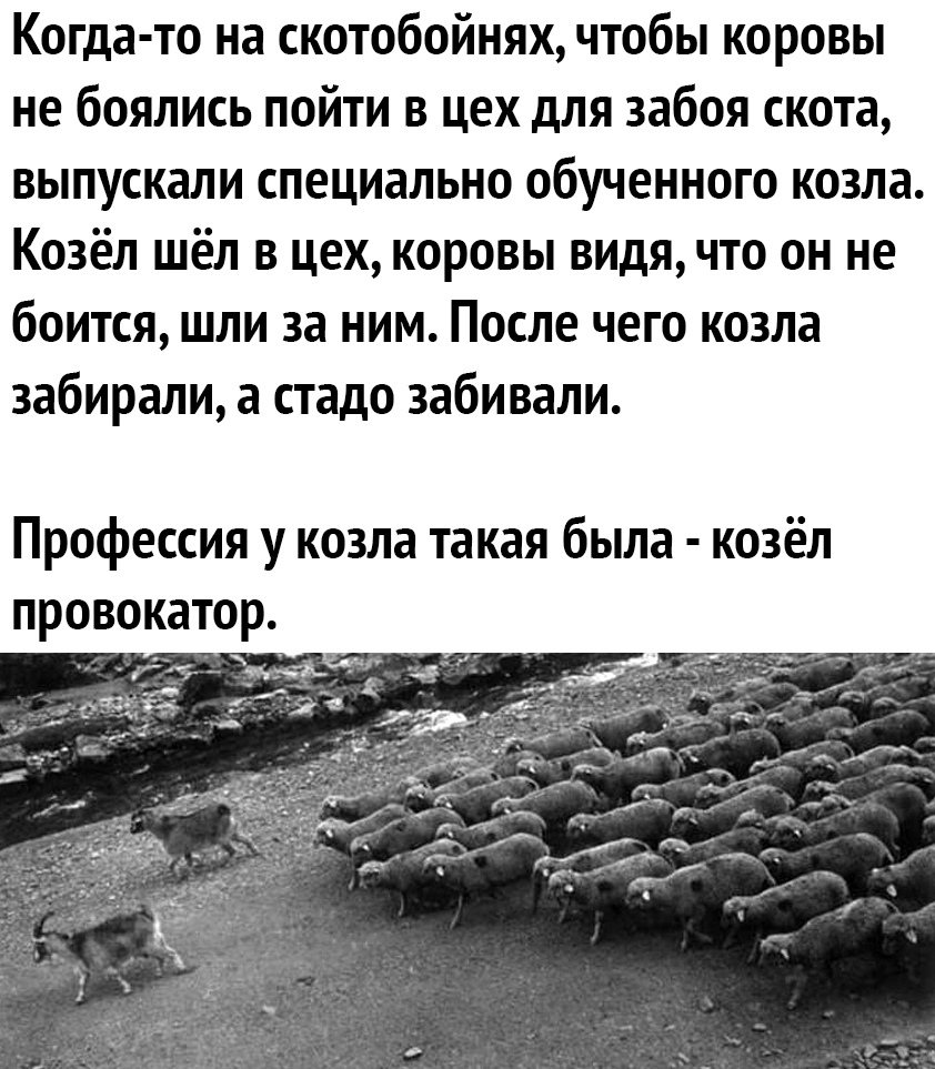 Когда то на скотобойнях чтобы коровы не боялись пойти в цех для забоя скота выпускали специально обученного козла Козёл шёл в цех коровы видя что он не боится шли за ним После чего козла забирали а стадо забивали Профессия у козла такая была козёл провокатор
