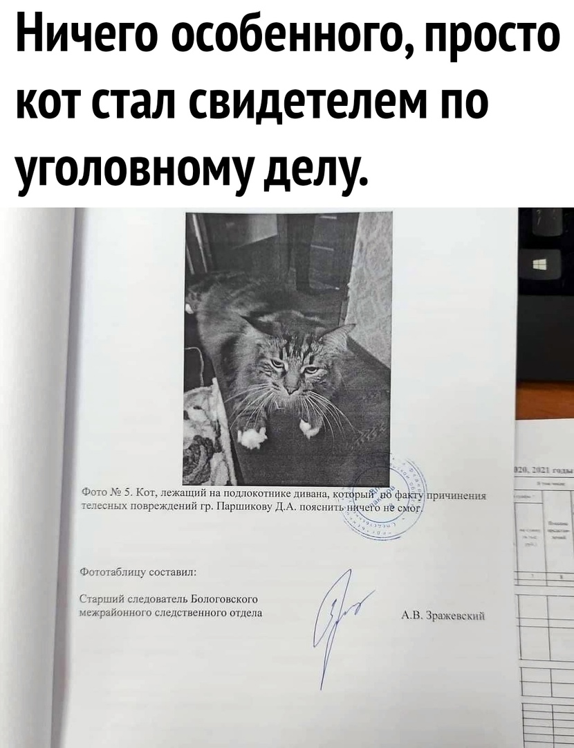 Ничего особенного просто кот стал свидетелем по уголовному делу п ъ к кежщ и на птыиишппьсчшппг нэрьпмачраьупричин швргждсппн гр пкщ 11 А ні чего в смог Фшошбмщ сисшпип г шрший шпионить ль Ьшюговскош щращинш ь шыпетюю отпщш в Зрцжсньмпіі