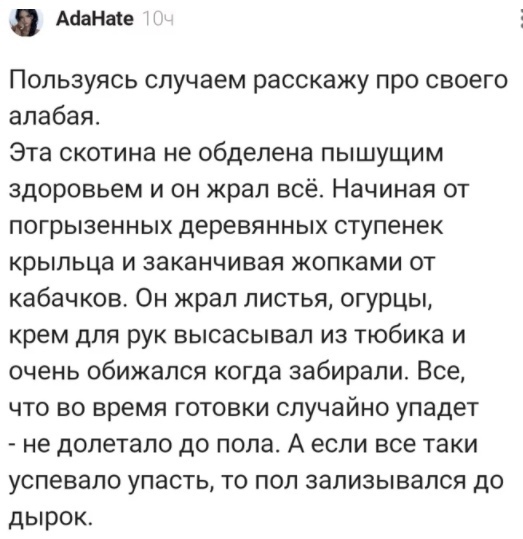 АааНаіе Пользуясь случаем расскажу про своего алабая Эта скотина не обделена пышущим здоровьем и он жрал всё Начиная от погрызенных деревянных ступенек крыльца и заканчивая жопками от кабачков Он крал листья огурцы крем для рук высасывал из тюбика и очень обижался когда забирали Все что во время готовки случайно упадет не долетало до пола А если все таки успевало упасть то пол зализывался до дырок