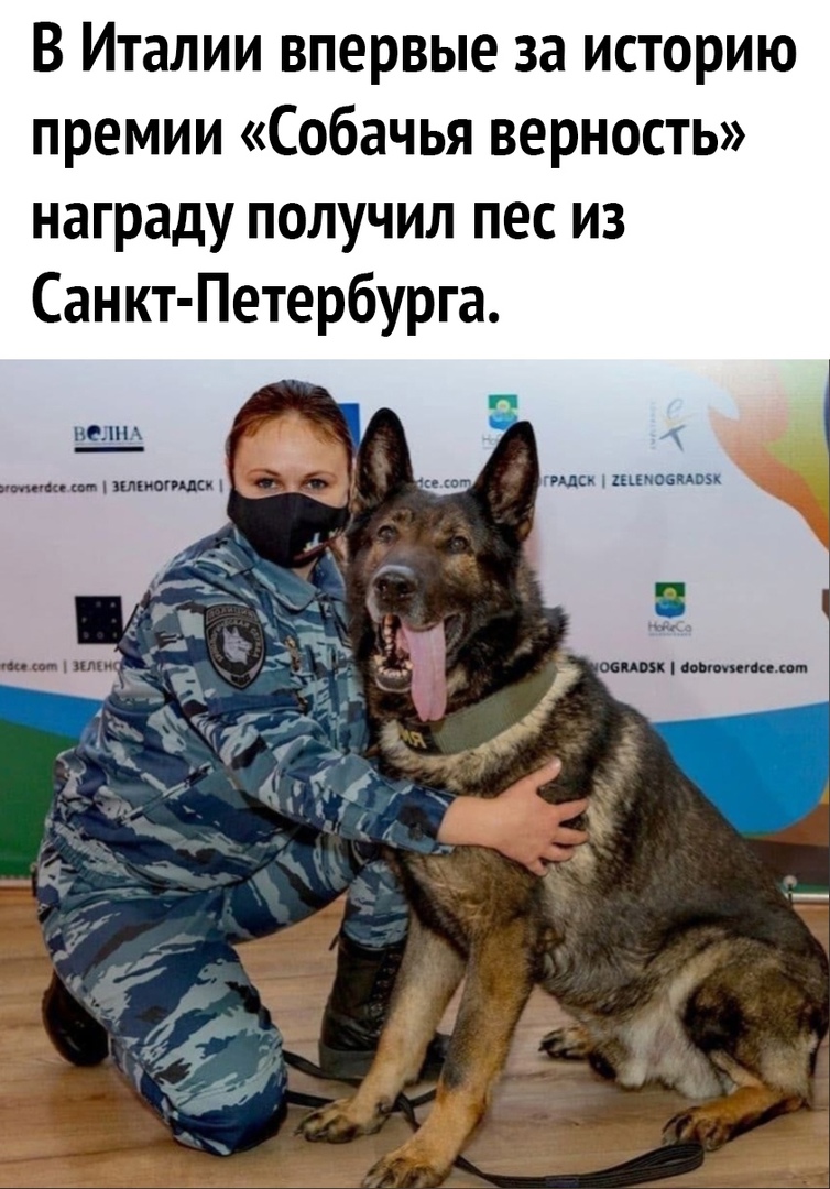 В Италии впервые за историю премии Собачья верность награду получил пес из Санкт Петербурга веши Писк наносим