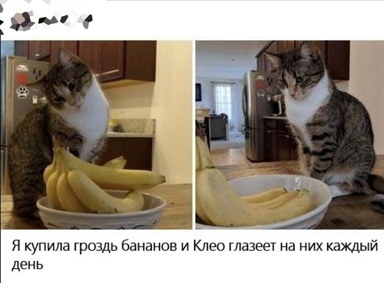 Я купила гроздь бананов и Клео глазеет на них каждый день