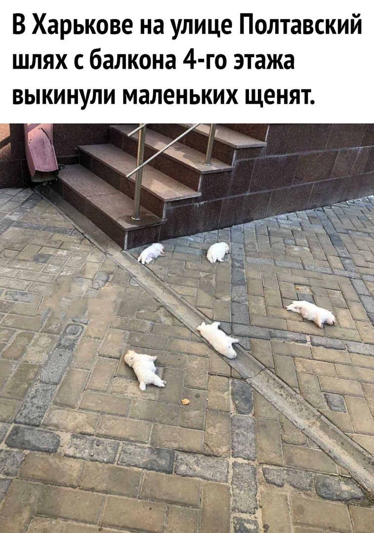 В Харькове на улице Полтавский шлях с балкона 4 го этажа выкинули маленьких щенят