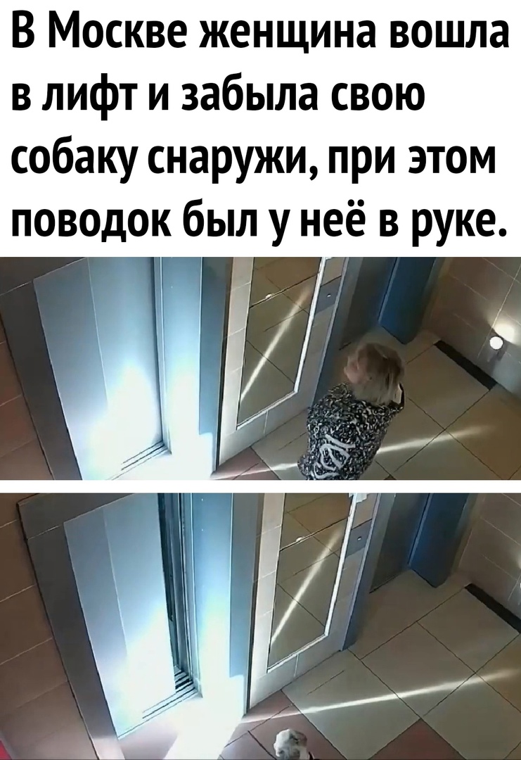 В Москве женщина вошла в лифт и забыла свою собаку снаружи при этом поводок был у неё в руке