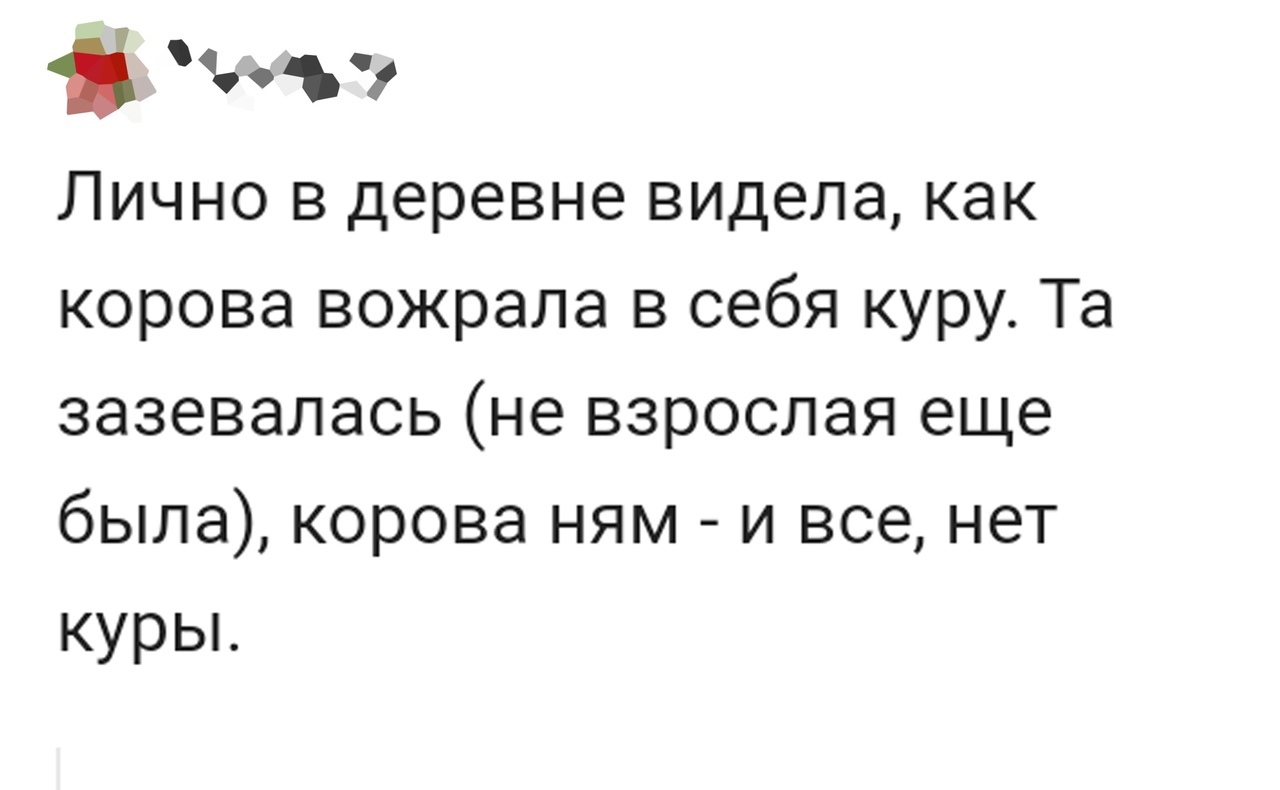 пт Лично в деревне видела как корова вожрала в себя куру Та зазевалась не взрослая еще была корова ням и все нет курьъ
