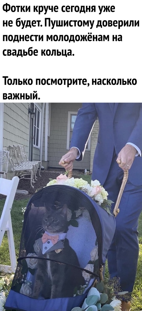 Фотки круче сегодня уже не будет Пушистому доверили поднести молодожёнам на свадьбе кольца Только посмотрите насколько важный