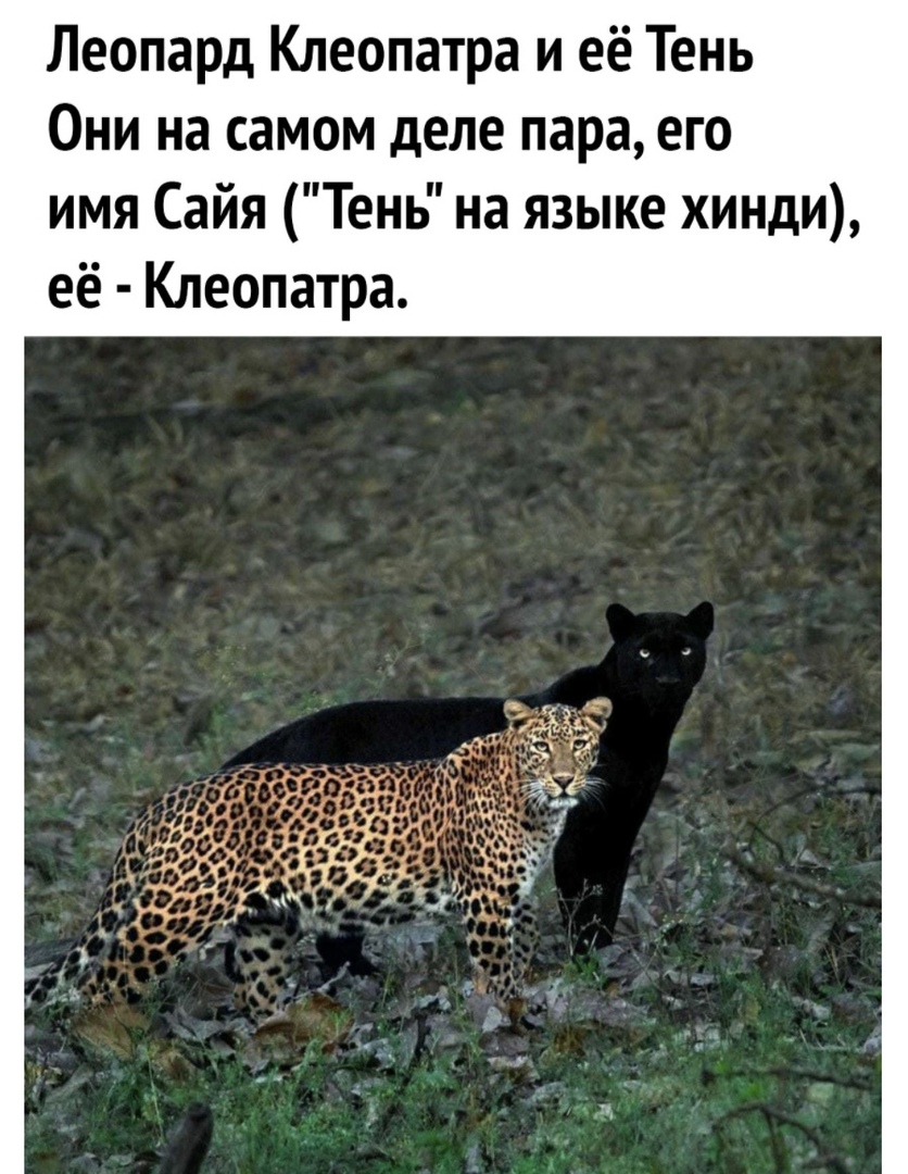 Леопард Клеопатра и её Тень Они на самом деле пара его имя Сайя Тень на языке хинди её Клеопатра