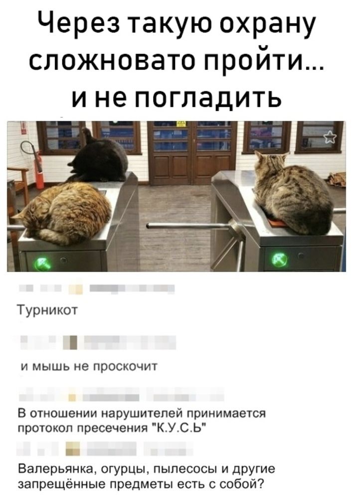 Через такую охрану сложновато пройти и не погладить Турникот И МЫШЬ не ПРОСКОЧИТ В отношении нарушителей принимается протокол пресечения КУСЬ Валерьянка огурцы пылесосы и другие запрещённые предметы есть с собой