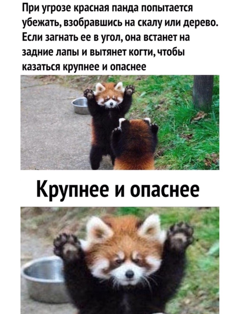 При угрозе красная панда попытается убежать взобравшись на скалу или дерево Если загнать ее в угол она встанет на задние лапы и вытянет копи чтобы казаться крупнее и опаснее 1 г