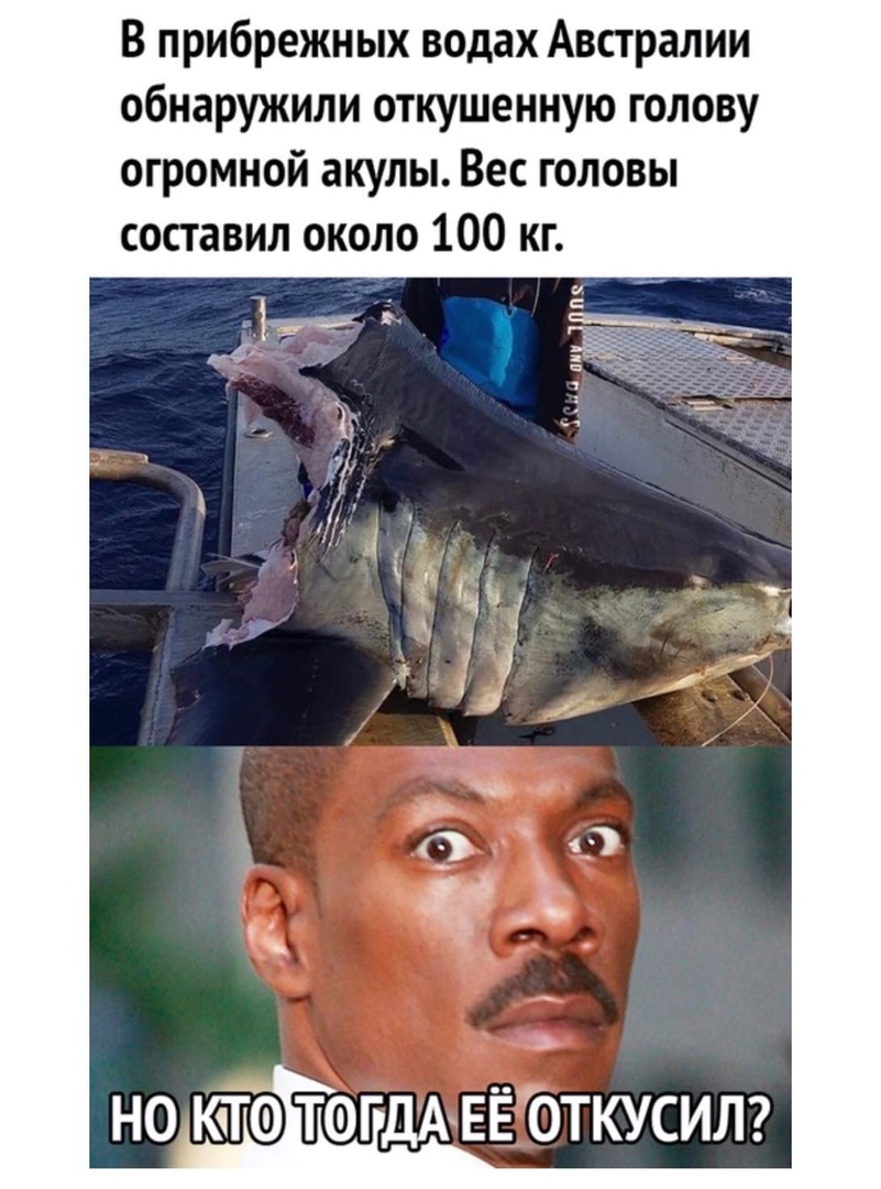 В прибрежных водах Австралии обнаружили откушенную голову огромной акулы Вес головы составил около 100 кг НО КТО ТФГДАхЕЁ ОТКУСИЛ