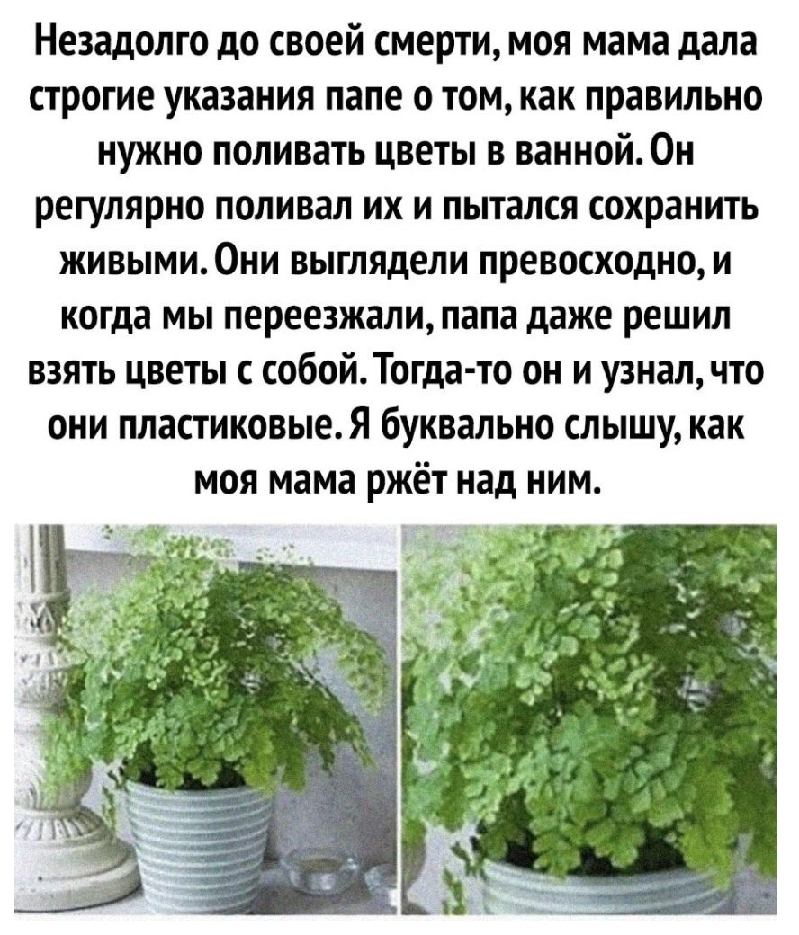 Незадолго до своей смерти моя мама дала строгие указания папе о том как правильно нужно поливать цветы в ванной Он регулярно поливал их и пытался сохранить живыми Они выглядели превосходно и когда мы переезжали папа даже решил взять цветы с собойТогда то он и узнал что они пластиковыеЯ буквально слышу как моя мама ржёт над ним