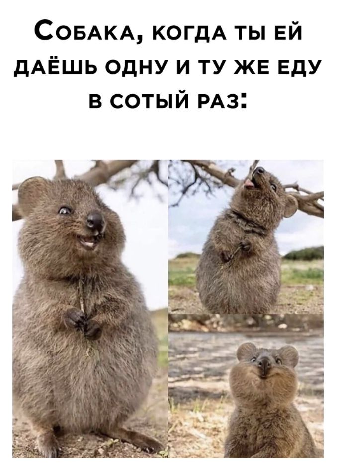 СОБАКА КОГДА ты ЕЙ дАЁШЬ одну и ту же Еду в сотый РАз