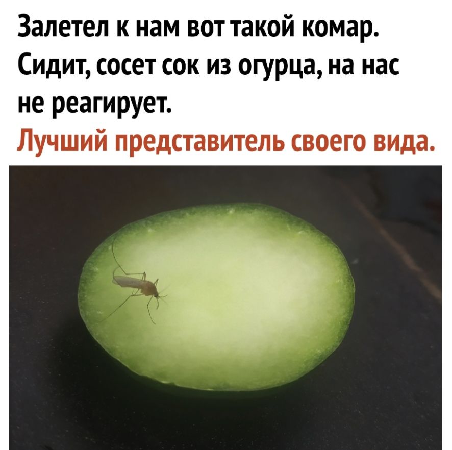 Залетел к нам вот такой комар Сидит сосет сок из огурца на нас не реагирует Лучший представитель своего вида
