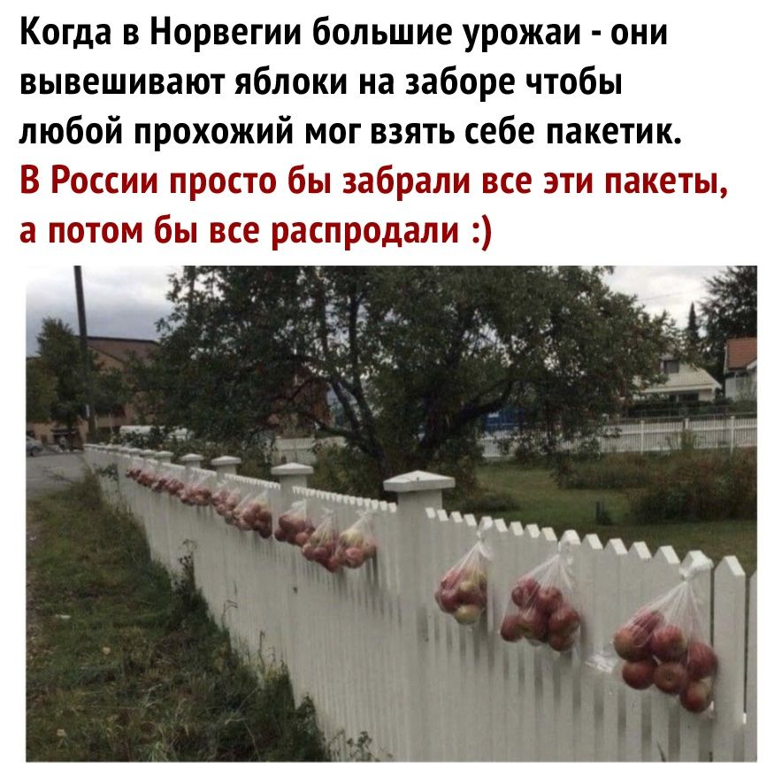 Когда в Норвегии большие урожаи они вывешивают яблоки на заборе чтобы любой прохожий мог взять себе пакетик В России просто бы забрали все эти пакеты