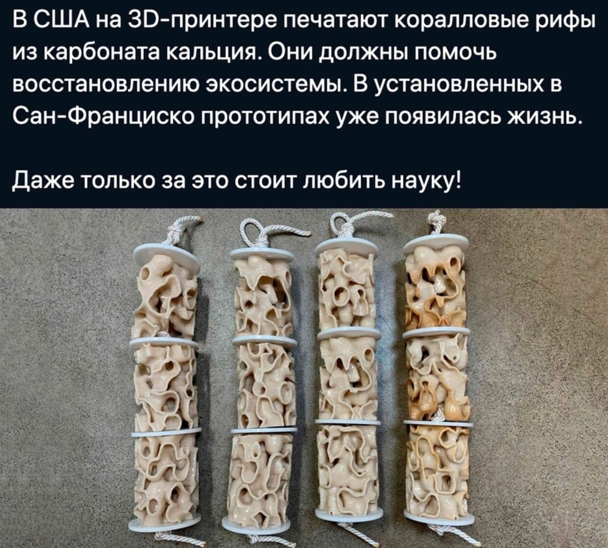 В США на ЗВ принтере печатают коралловые рифы из карбоната кальция Они должны помочь восстановлению экосистемы В установленных в СанФранциско прототипах уже появилась жизнь даже только за это стоит любить науку
