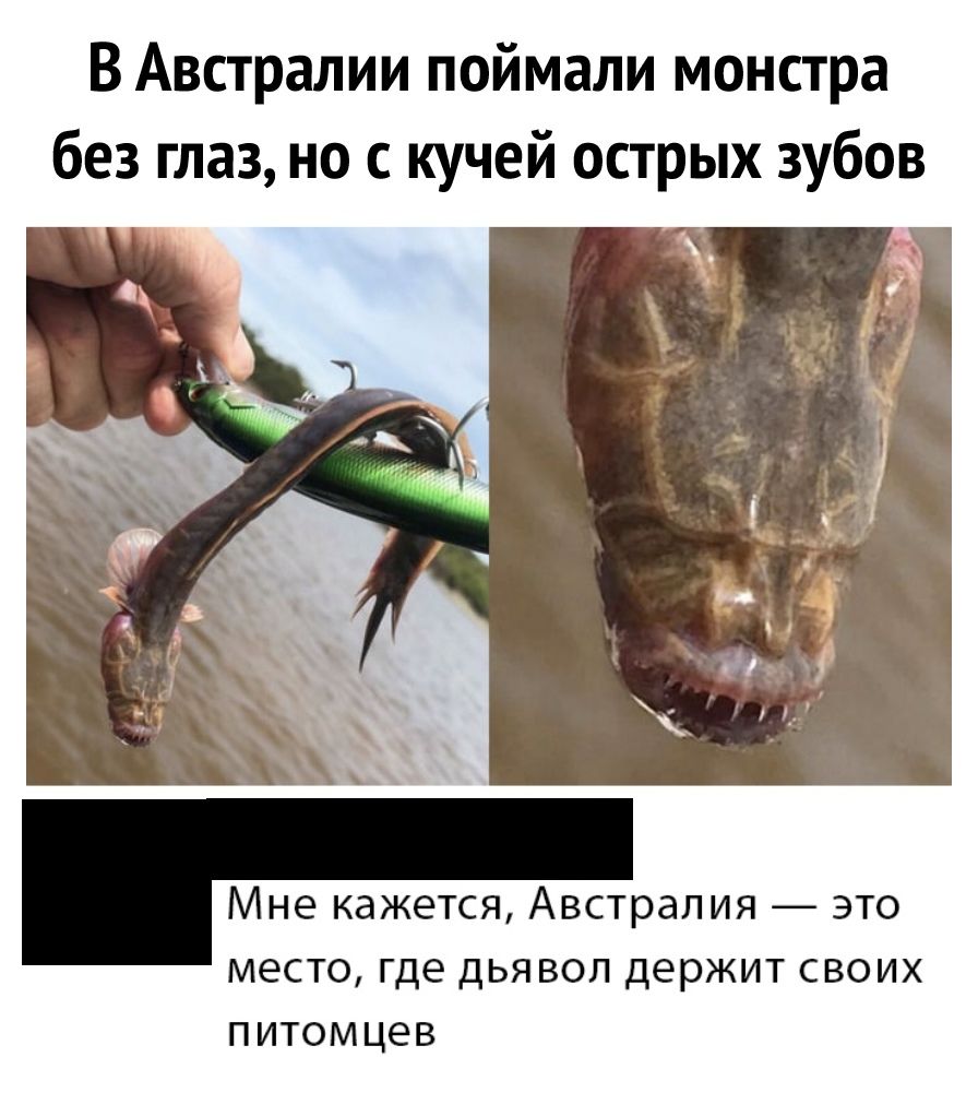 В Австралии поймали монстра без глаз но с кучей острых зубов Мне кажется Австралия это место где дьявол держит своих питомцев