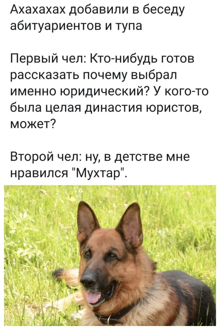 Ахахахах добавили в беседу абитуариентов и тупа Первый чел Кто нибудь готов рассказать почему выбрал именно юридический У когото была целая династия юристов может Второй чел ну в детстве мне нравился Мухтар