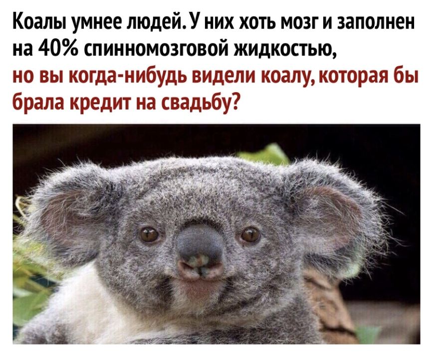 Коалы умнее людейУ них хоть мозги заполнен на 40 спинномозговой жидкостью но вы когда нибудь видели коалу которая бы брала кредит на свадьбу