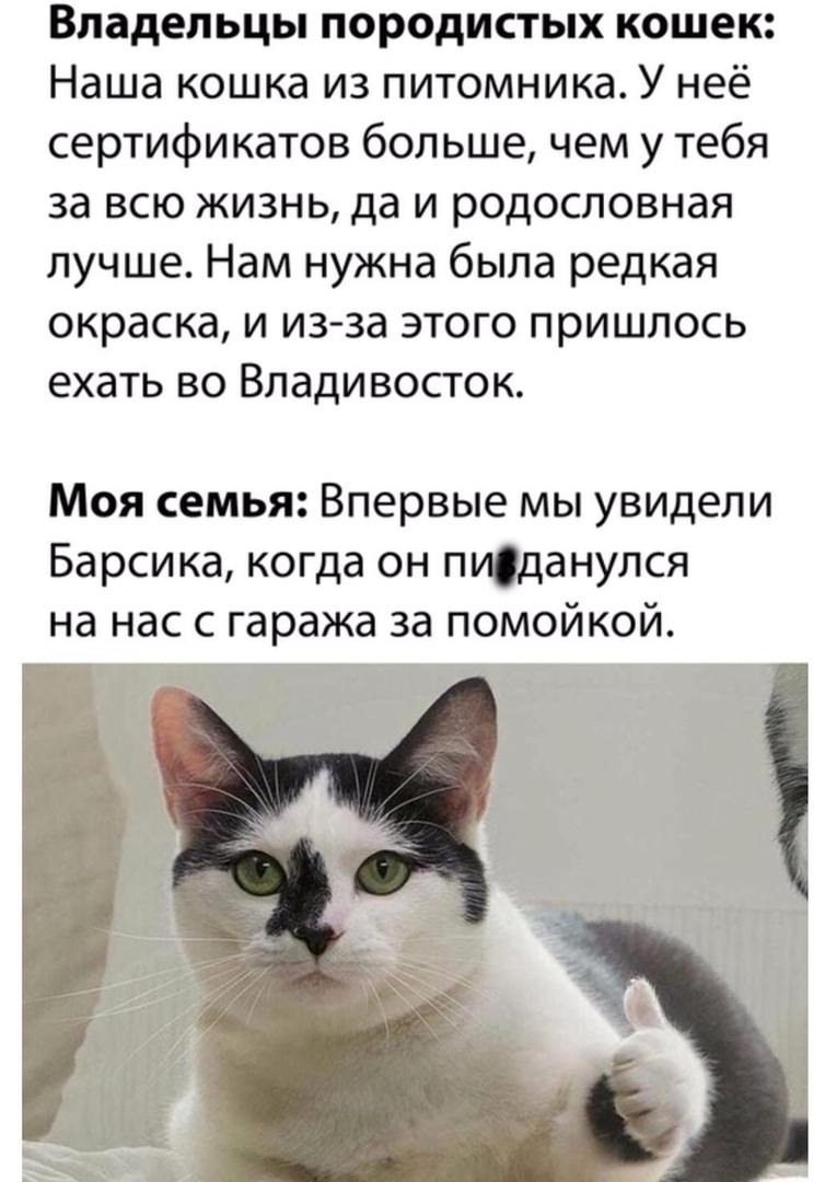 Владельцы породистых кошек Наша кошка из питомника У неё сертификатов больше чем у тебя за всю жизнь да и родословная лучше Нам нужна была редкая окраска и из за этого пришлось ехать во Владивосток Моя семья Впервые мы увидели Барсика когда он пиданулся на нас с гаража за помойкой