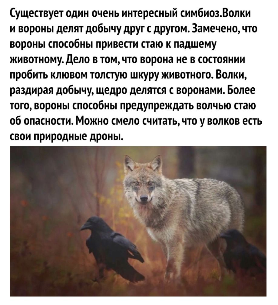 Существует один очень интересный симбиозВолки и вороны делят добычу друг с другом Замечено что вороны способны привести стаю к падшему животному дело в томчто ворона не в состоянии пробить клювом толстую шкуру животного Волки раздирая добычу щедро делятся с воронами Более того вороны способны предупреждать волчью стаю об опасности Можно смело считать что у волков есть свои природные дроны