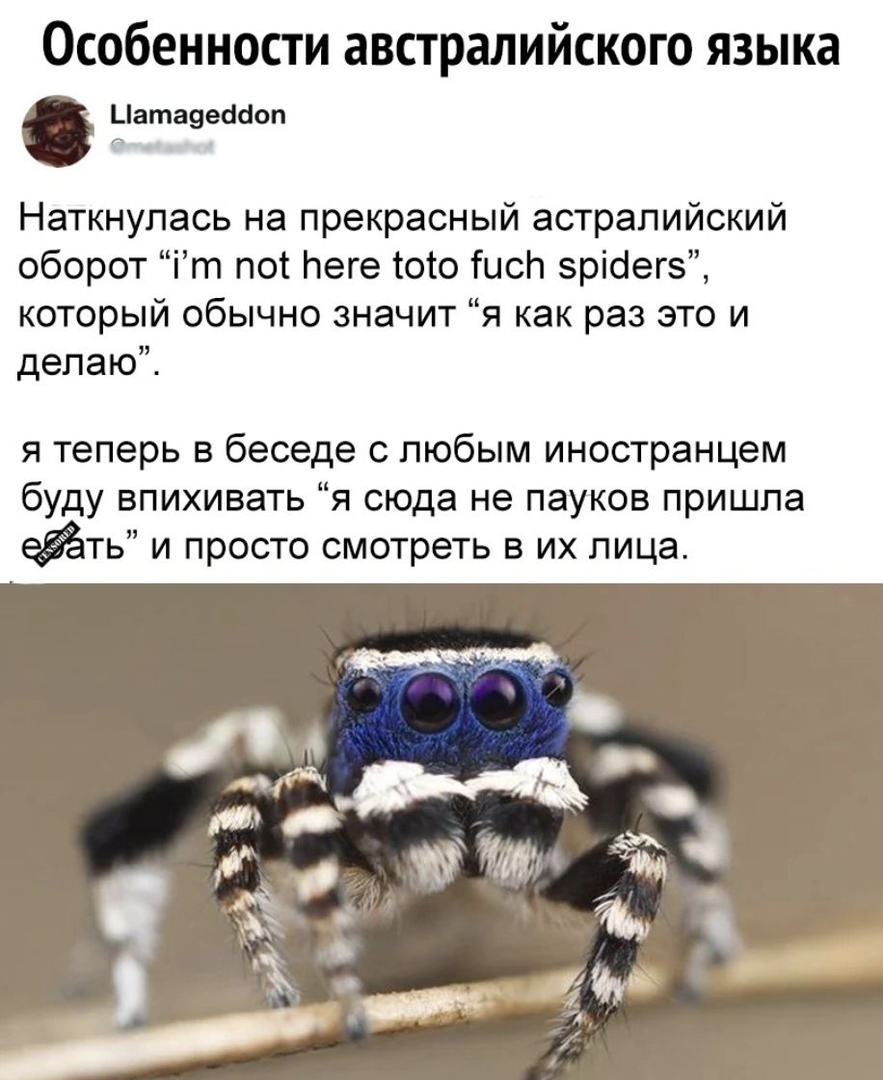Особенности австралийского языка _ата9есшоп Наткнулась на прекрасный астрапийский оборот іт пот Неге того Тисп зрісіегз который обычно значит я как раз это и делаю я теперь в беседе с любым иностранцем буду впихивать я сюда не пауков пришла ть и просто смотреть в их лица