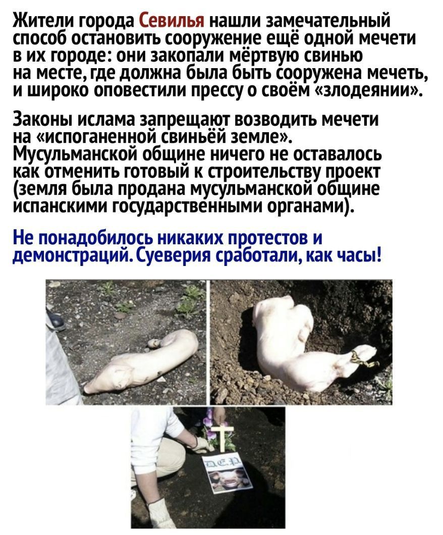 Жители города Севилья нашли замечательный способ остановить сооружение еще однои мечети в их городе они закопали мертвую свинью на месте где должна была быть сооружена мечеть и широко оповестили прессу о своем злодеянии Законы ислама запрещают возводить мечети на испоганеннои свиньеи земле Мусульманскои общине ничего не оставалось как отменить готовым к строительству п оект земля была продана мусу