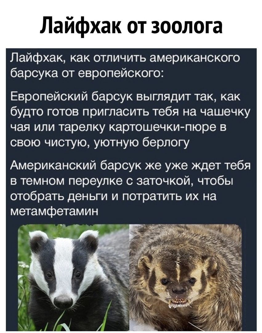 Лайфхак от зоолога Лайфхак как отличить американского барсука от европейского Европейский барсук выглядит так как будто готов пригласить тебя на чашечку чая или тарелку картошечки пюре в свою чистую уютную берлогу Американский барсук же уже ждет тебя в темном переулке с заточкой чтобы отобрать деньги и потратить их на метамфетамин