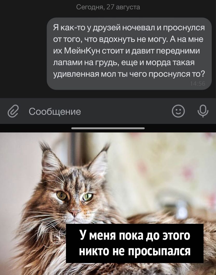 Стили 9 аниМп Я как то у друзей ночевал и проснулся от того что вдохнуть не могу А на мне их МейнКун стоит и давит передними лапами на грудь еще и морда такая удивленная мол ты чего проснулся то Сообщение У меня пока до этого _ никто не просыпался