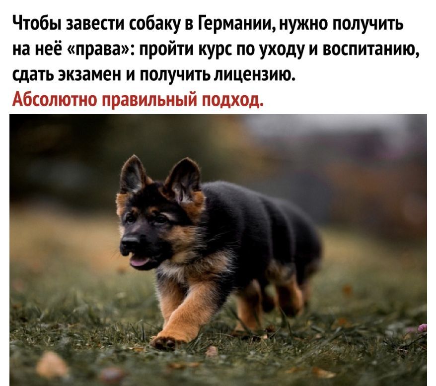 Чтобы завести собаку в Германии нужно получить на неё права пройти курс по уходу и воспитанию сдать экзамен и получить лицензию Абсолютно правильный подход