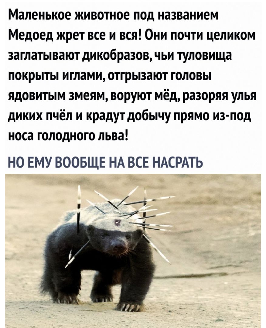 Маленькое животное под названием Медоед жрет все и вся Они почти целиком заглатывают дикобразовчьи туловища покрыты иглами отгрызают головы ядовитым змеям воруют мёд разоряя улья диких пчёл и крадут добычу прямо из под носа голодного льва НО ЕМУ ВООБЩЕ НА ВСЕ НАСРАТЬ