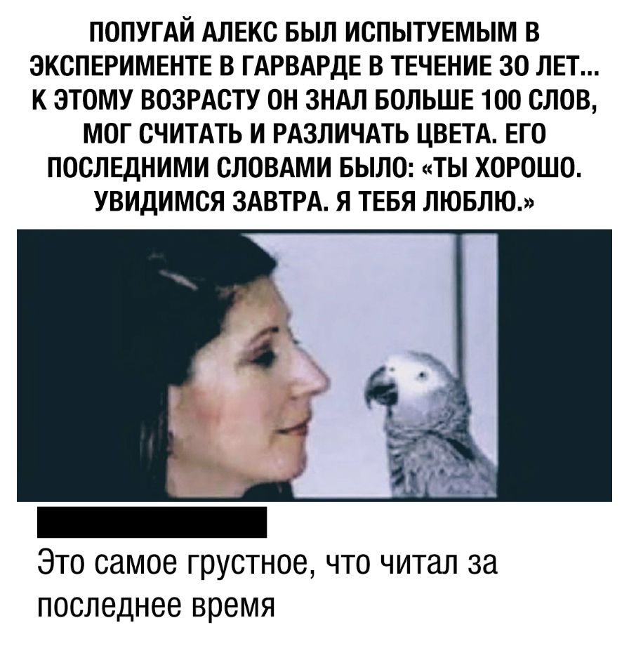 ПОПУГАЙ АЛЕКС БЫЛ ИСПЫТУЕМЫМ В ЭКСПЕРИМЕНТЕ В ГАРВАРДЕ В ТЕЧЕНИЕ 30 ЛЕТ К ЭТОМУ ВОЗРАСТУ ОН ЗНАЛ БОЛЬШЕ 100 СЛОВ МОГ СЧИТАТЬ И РАЗЛИЧАТЬ ЦВЕТА ЕГО ПОСЛЕДНИМИ СЛОВАМИ БЫЛО ТЫ ХОРОШО УВИДИМСЯ ЗАВТРА Я ТЕБЯ ЛЮБЛЮ Это самое грустное что читал за последнее время