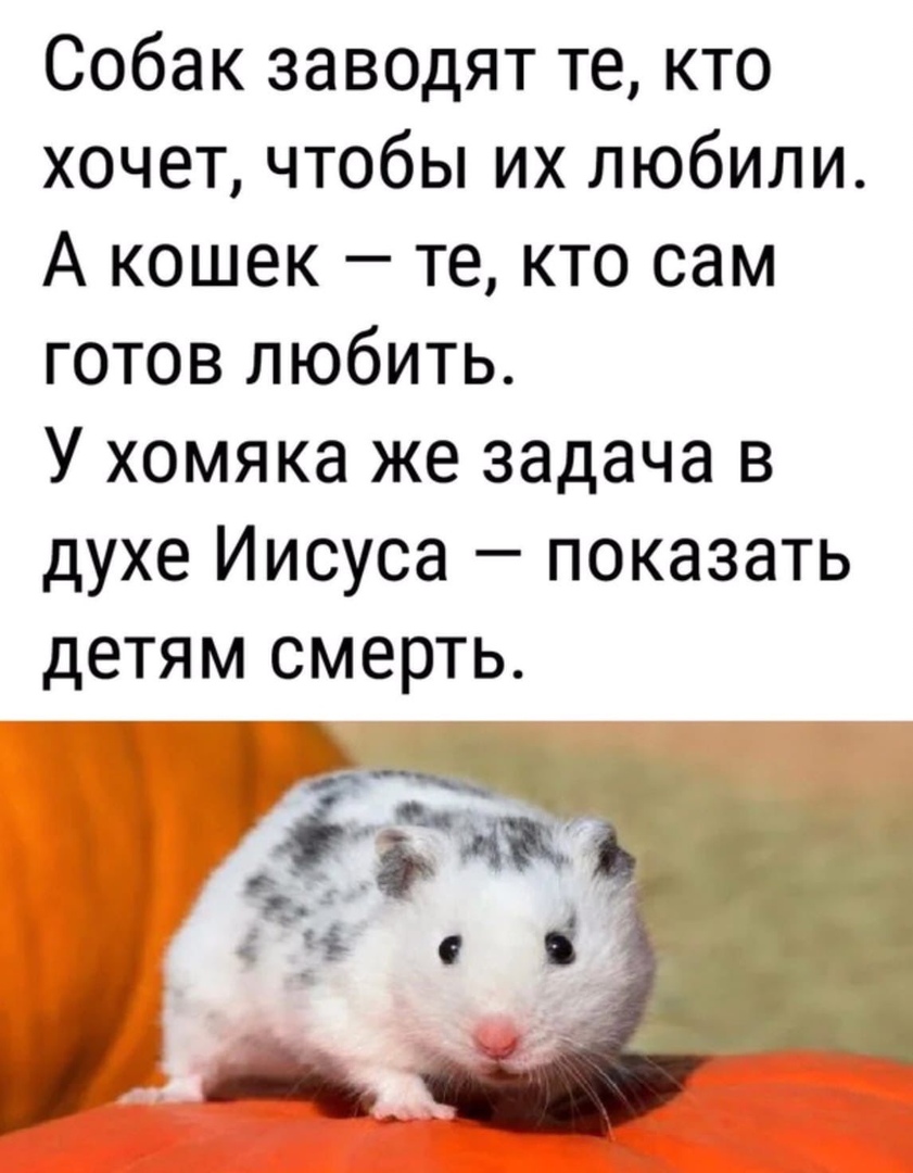 Собак заводят те кто хочет чтобы их любили А кошек те кто сам готов любить У хомяка же задача в духе Иисуса показать детям смерть