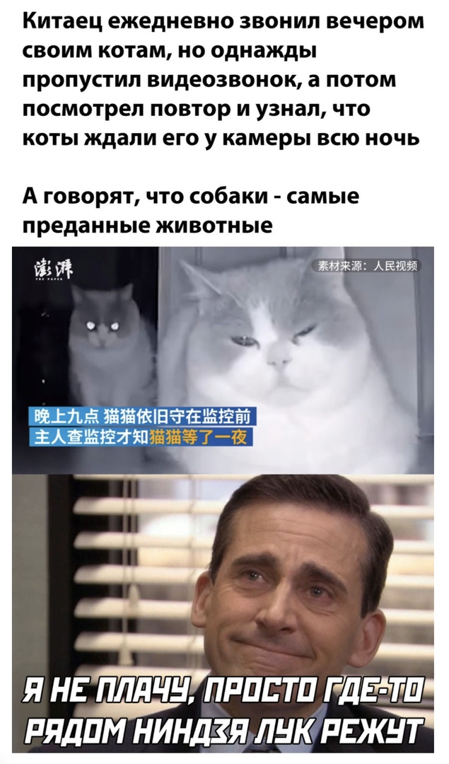 Китаец ежедневно звонил вечером своим котам но однажды пропустил видеозвонок а потом посмотрел повтор и узнал что коты ждали его у камеры всю ночь А говорят что собаки самые преданные животные Я НЕ ПЛдЧН ПРШ ТП ГДЕЕТП РЯДПМ НИНДЗД ПБК РЕЖНТ